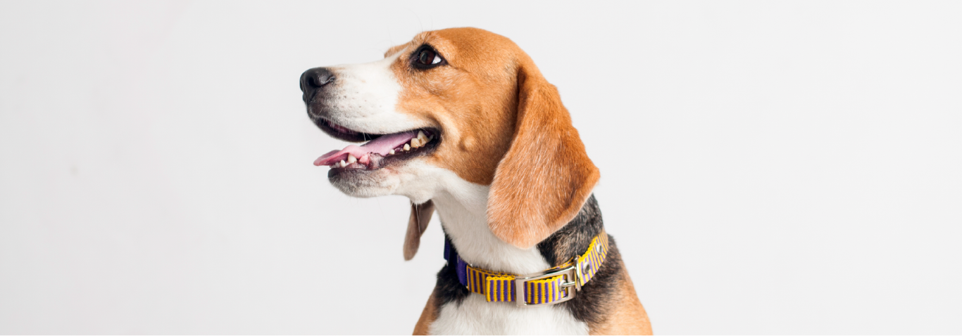 Is it safe to vape if I have pets? - EDGE Vaping Is it safe to vape if I have pets? - EDGE Vaping